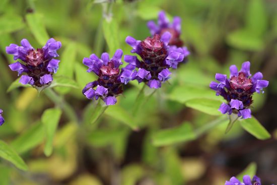 15> 꿀 풀(Prunella vulgaris)